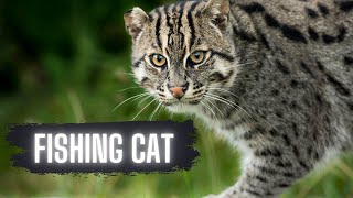 Fishing Cat Training (Big Cat Sanctuary)