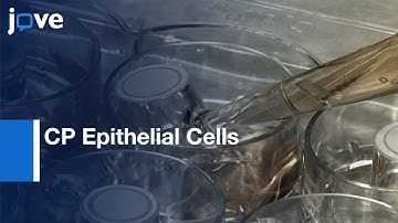 CP Epithelial Cells from BCFSB to Study Bacterial Infection | Protocol Preview