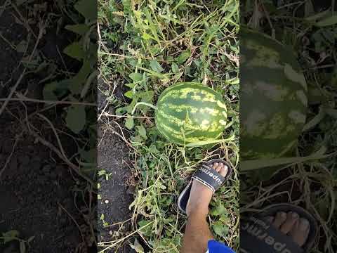 Вырастить вкусный сладкий арбуз в средней полосе? легко - 2022 год