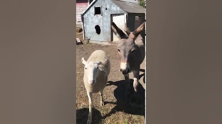 Farm Critters