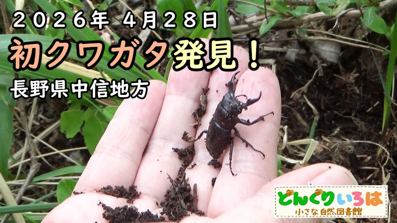 In 2026, the first stag beetle was discovered on a willow tree by