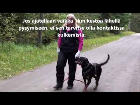 Video: Kuinka Kouluttaa Koirasi Kävelemään Lähellä
