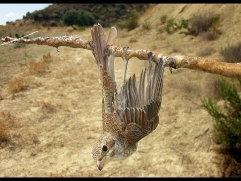 Video: Hvad Er Fuglelim?