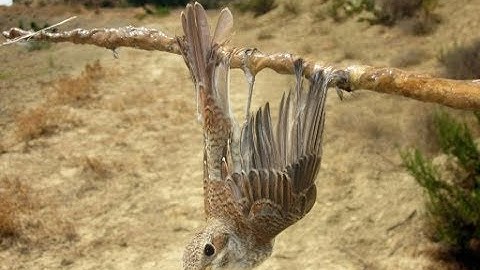 Best Bird Trap - How to Catch Birds Using Glue - Easy Way to Catch Bird in Countryside