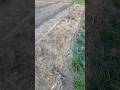 24 cabbage planted from seed snails