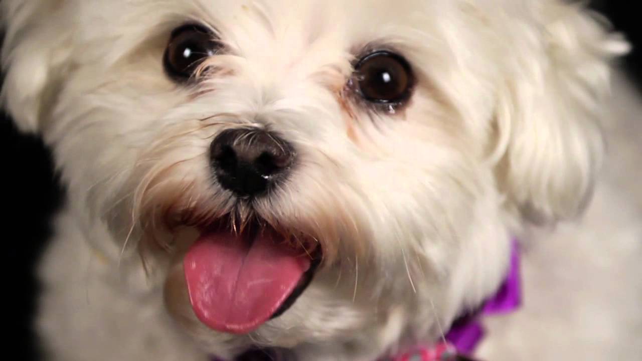 You won't believe where this dog came from!