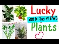 Lucky Plants-These Plants attract Money And Bring Good fortune|Fengshui Plants|Gorgeous You|