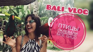 NN |  ♥ БАЛИ VLOG ♥ ПТИЦЫ СКЛЕВАЛИ МОЕ ЛИЦО | ОБЕЗЬЯНА УТАЩИЛА ТАПОК | ПАРК ПТИЦ