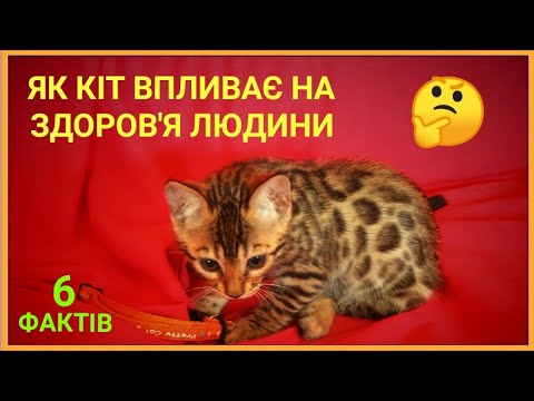 6 ПРИЧИН НА КОРИСТЬ КОТА В ДОМІ  АБО  ЯК КОТИ ВПЛИВАЮТЬ НА ЗДОРОВ&rsquo;Я ЛЮДИНИ #CAT_UA