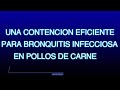 Una Contención eficiente para Bronquitis Infecciosa,  en Pollos de Carne