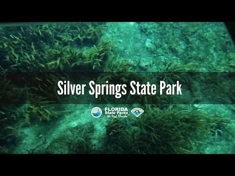Silver Springs State Park Animals