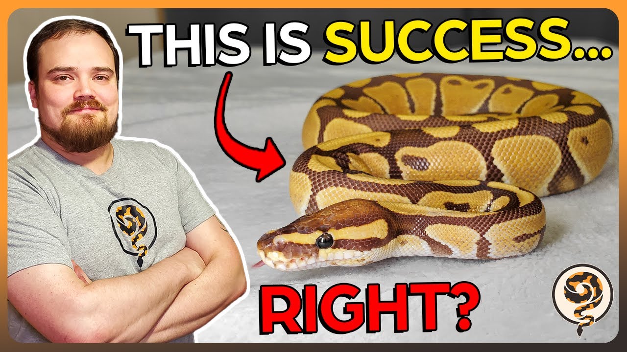 Итак… Что же является залогом успеха для заводчика шаровидных питонов?