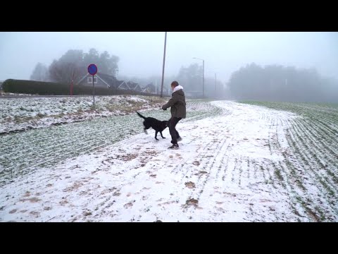 Video: Den Psykiska Hunden Har Redan Räddat Sin älskarinna Redan Två Gånger - Alternativ Vy