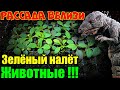 Что это? Зелёное на грунте! Выглядит страшно!