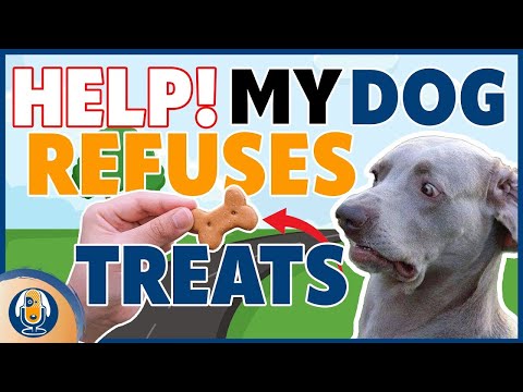 Video: Patarimai, kaip padaryti jūsų šunų kailį blizgesį