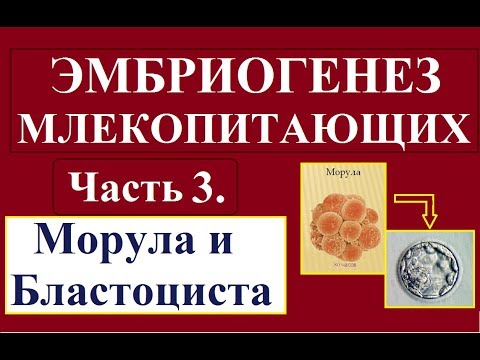 Эмбриология млекопитающих и человека. Ч.3. Морула и бластоциста.