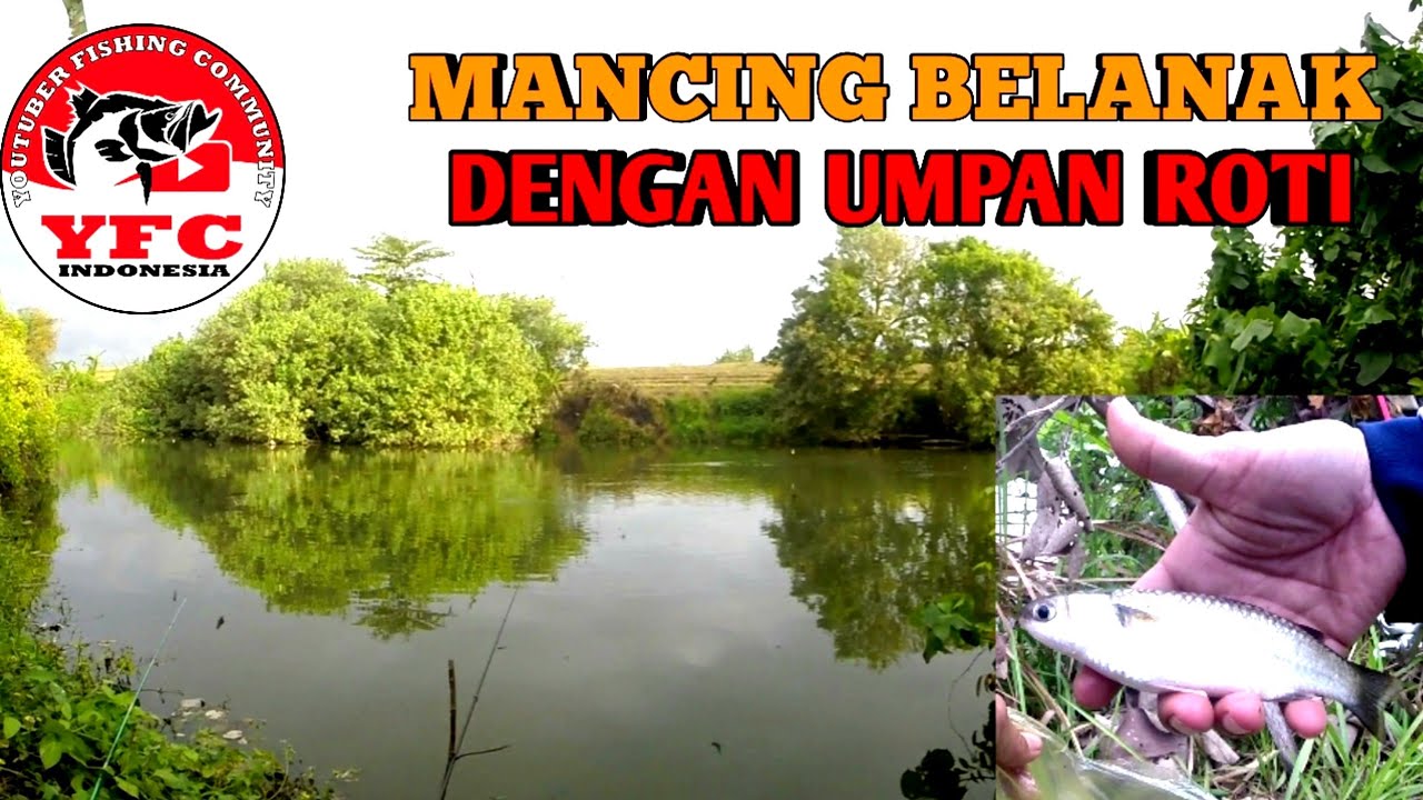 Mancing Ikan Belanak di Muara Sungai Menggunakan Umpan Roti