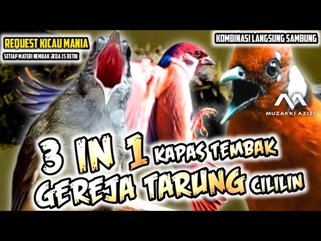 3 IN 1 SANGAR‼️KAPAS TEMBAK GEREJA TARUNG VS CILILIN PANJANG ||KOMBINASI GEREJATARUNG KASTEM CILILIN class=