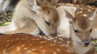 nara deer park fawns 奈良公園の子鹿