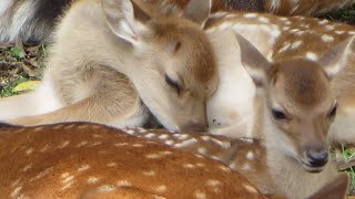 Nara Deer Park Fawns! 奈良公園の子鹿