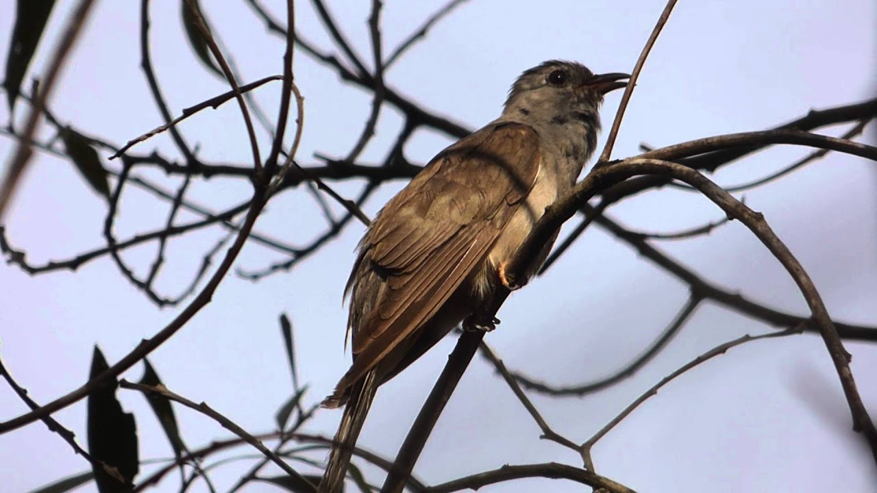 Brush Cuckoo @ Minnippi Queensland, Australia 
