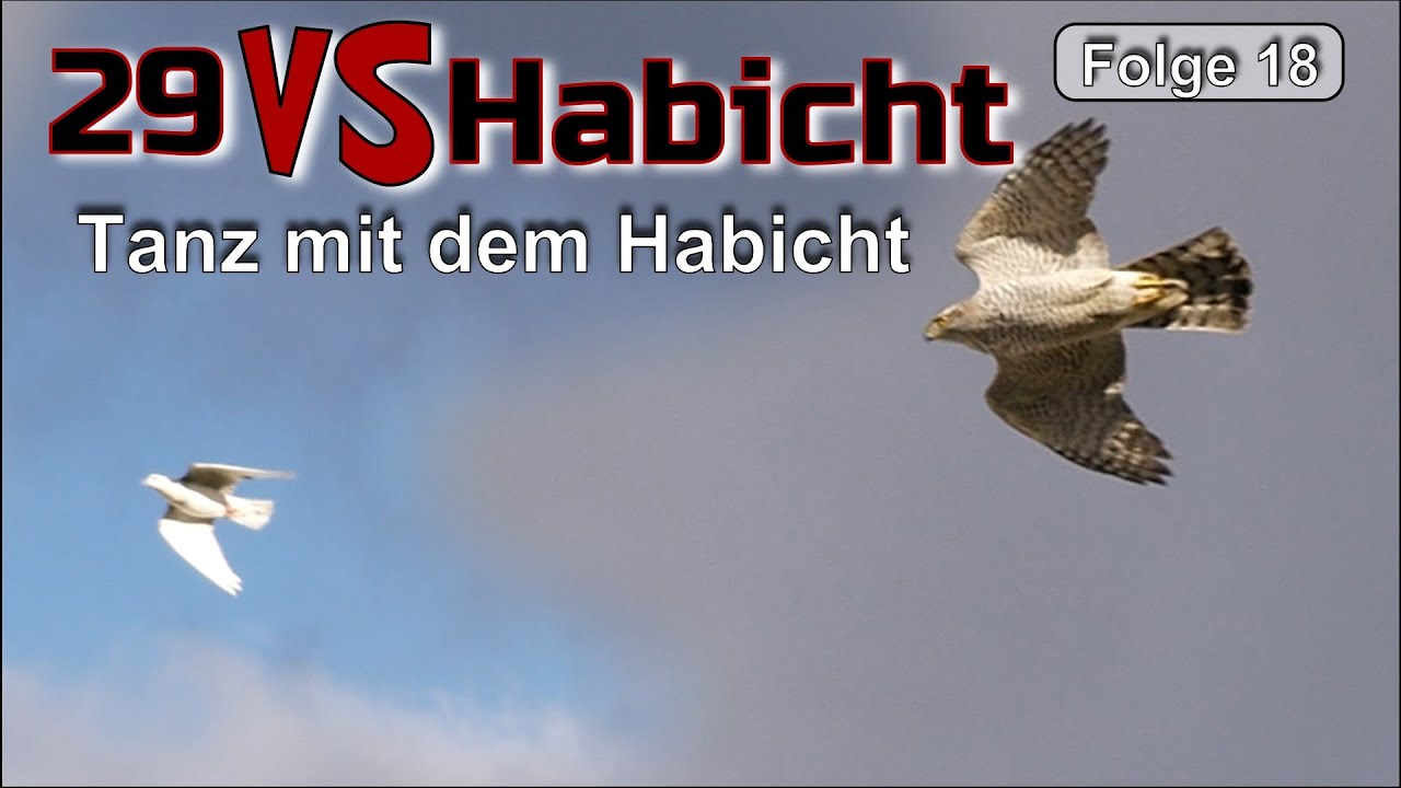 Tauben tanzen den Habicht aus!! Habicht vs Tauben