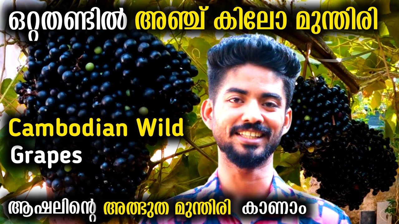 ഒറ്റത്തണ്ടിൽ അഞ്ച് കിലോ മുന്തിരി | Cambodian Wild Grapes | ആഷലിന്റെ അത്ഭുത മുന്തിരി കാണാം