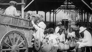 Jawa Timur Tempo Dulu Tahun 1925 | Kota Surabaya - Trem - Buruh Kebun Teh - Karapan Sapi