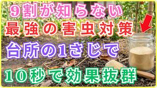 【最強の武器】市販の農薬はもう買わないで！台所のスパイス1さじで害虫もアブラムシも10秒で完全駆除、安全で効果抜群