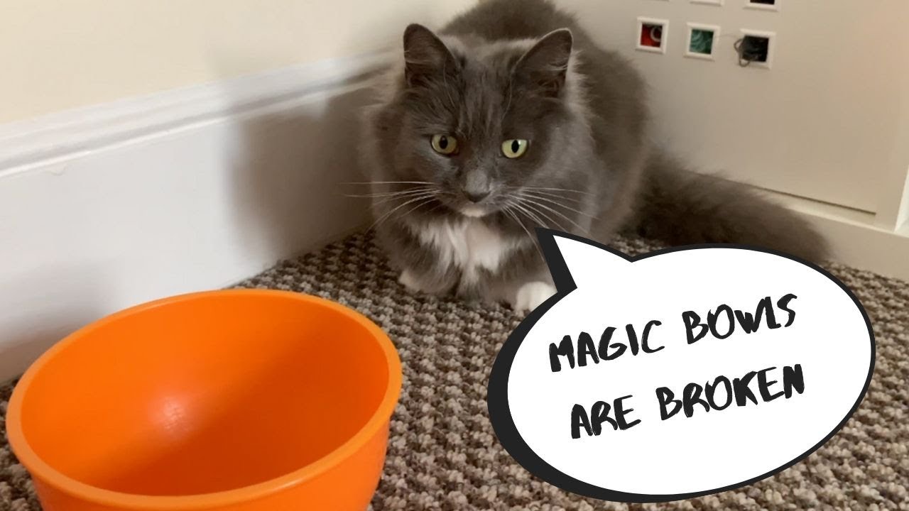 Cats Funny Reaction To MAGIC BOWLS