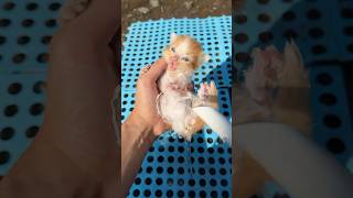 Rescue Anak Kucing Yang Terpisah Dari Induknya  cat rescuecat kitten kucinglucu catlovers