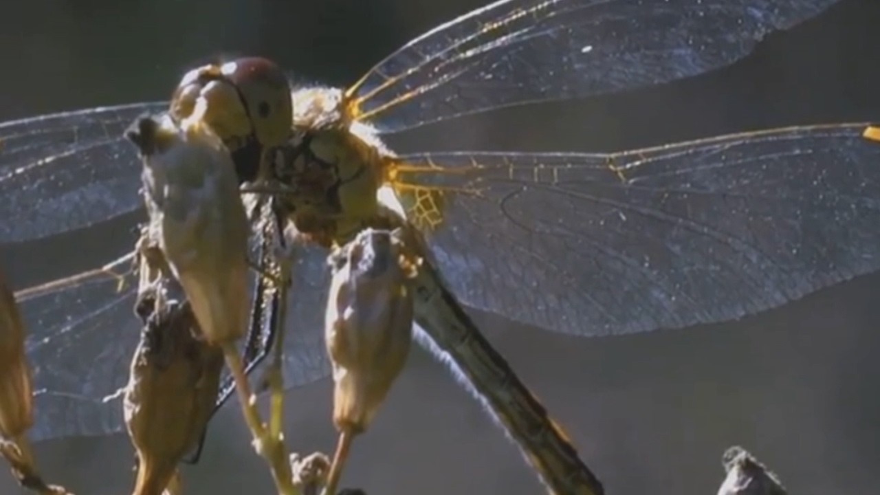 Вы не поверите, какие это насекомые! #Насекомые #Макро #КороткометражныеФотографииПрироды #Макроф...