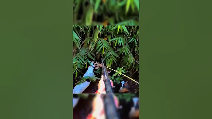 Wild hog vs suppressed 22 pistol!#hogger #cinghiale #wildboar