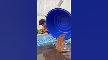 Thumbnail of KOLAM RENANG BOBA JADI!! PART 2!!
