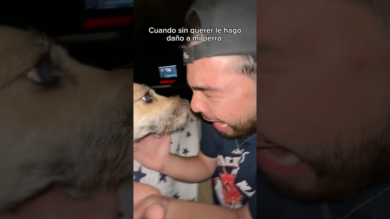 es real mi perro me hace bullyng 