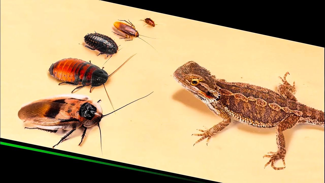 CAN A LIZARD EAT THE LARGEST COCKROACH LIVE FEEDING YouTube