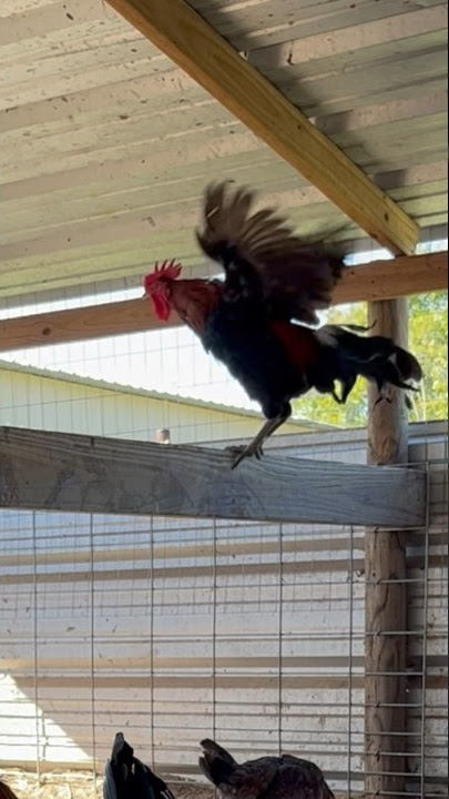 😂Laughing Rooster Ayam Ketawa #chicken #funny #animal #pet