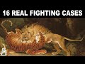 Lion vs tiger  16 real fighting cases