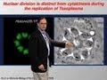 Toxoplasma nuclear division - David Roos (U Penn)