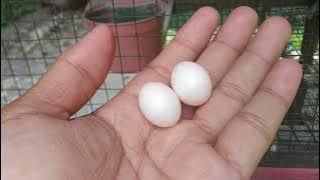 Cara Memindah Telur Perkutut #perkutut #perkututudanmas #burungperkutut #kututbangkok #kututgacor