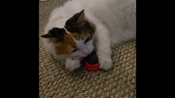 Kat REALLY likes her catnip toy #cat #catshorts #funny #kitty #cutecat