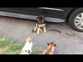 Dog fights chihuahua asserts his dominance to new german shepherd puppy