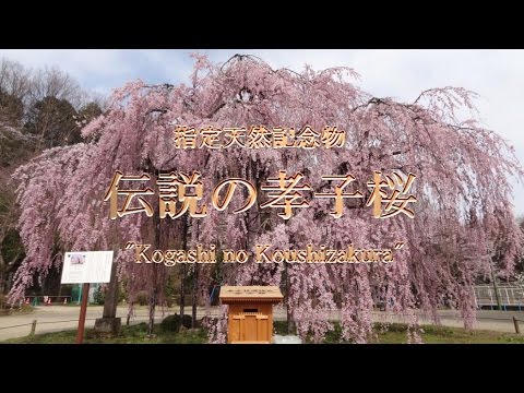 レア 岩国基地 2017 桜 SAKURA 錦帯橋と桜 山口県岩国市 【JNN sakuraドローンDIG】 - YouTube