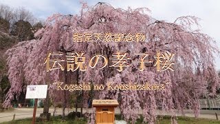 レア 岩国基地 2017 桜 SAKURA レア 岩国基地 2017 桜 SAKURA