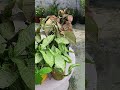 Syngoniums Syngoniums Gardenplants Garden Shortvideo Ytshorts 