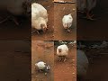 Farami chicken #birds #youtube #studywithmeandmycat #mychannel #subscribemychannel
