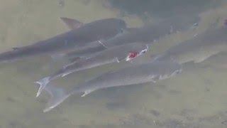 1050408基隆河南港汐止段交界水域鰓蓋受傷烏魚