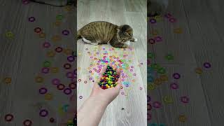 Dog 🐶 Cat Barsik 🐱❤ Satisfying reverse video ASMR