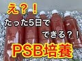 え？！たった5日でできる？！PSB培養