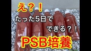 え？！たった5日でできる？！PSB培養